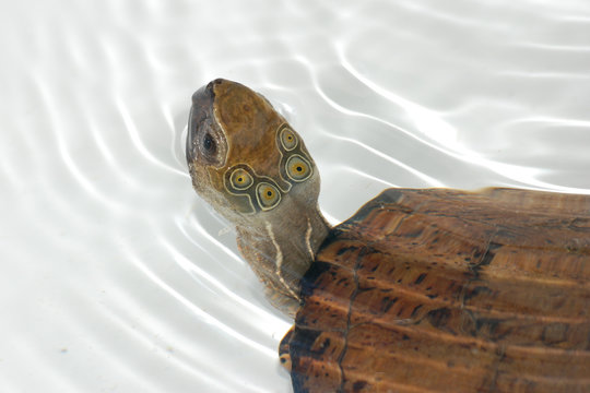 Four-eyed turtle