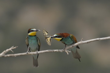 Bee-eater, Merops apiaster - the marriage period