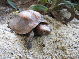 Keeled box turtle
