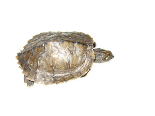 Common map turtle