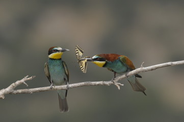 Bee-eater, Merops apiaster - the marriage period