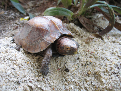 Keeled box turtle