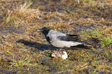 Obraz premium crow in a grass