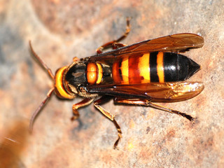 wasp bee macro