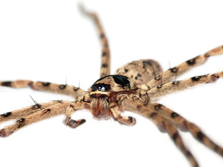 giant spider