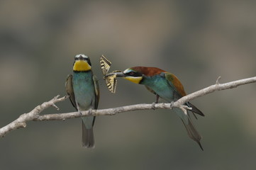 Bee-eater, Merops apiaster - the marriage period