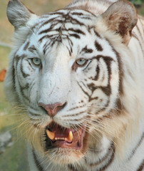 white tiger