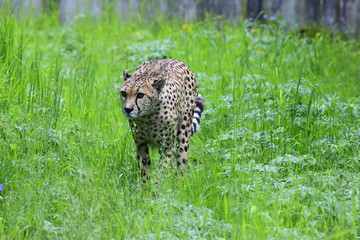 gepard © www.tierfilmer.info