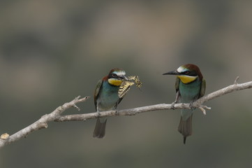 Bee-eater, Merops apiaster - the marriage period