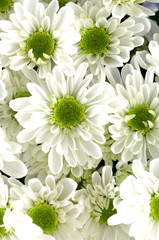 Background of white chrysanthemum with green center