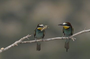 Bee-eater, Merops apiaster - the marriage period