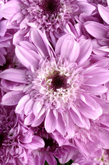 pink daisy flowers isolated
