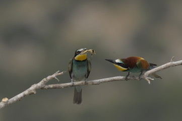 Bee-eater, Merops apiaster - the marriage period