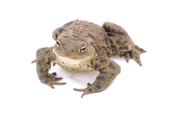 Toad