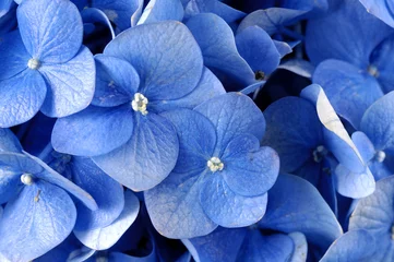 Photo sur Plexiglas Hortensia Fond d& 39 hortensia bleu