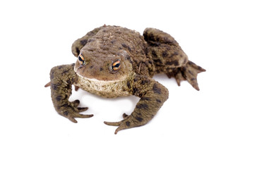 Toad