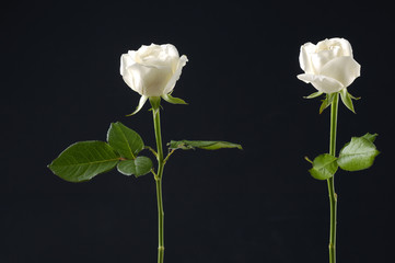 Two beautiful white rose on black