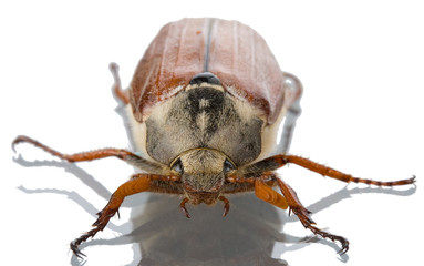may-bug