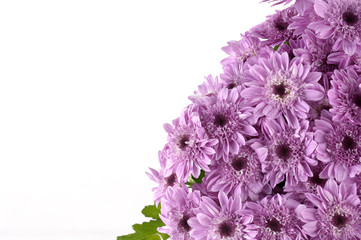 pink chrysanthemum border