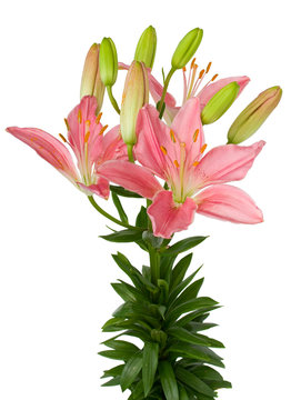 pink lily isolated