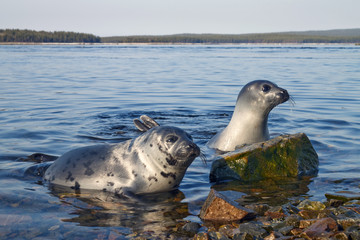 Fototapeta premium Seals