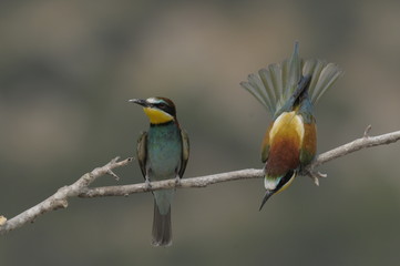 Bee-eater, Merops apiaster - the marriage period