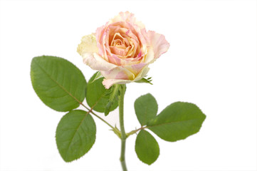 perfect pink rose isolated,