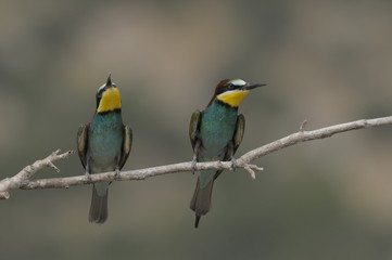 Bee-eater, Merops apiaster - the marriage period