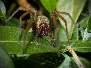 Fototapeta premium Spider