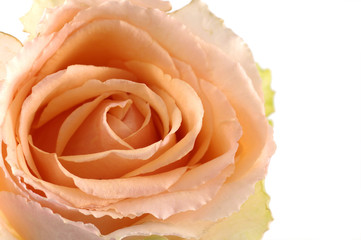 Detail of beautiful rose