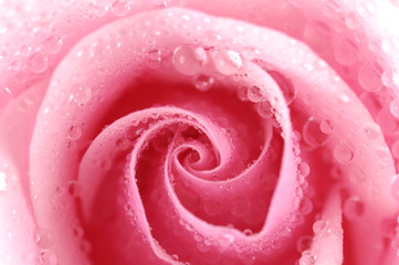 close up shot of a beautiful pink rose with water drops