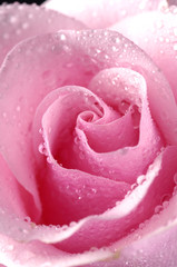center of pink rose with water drops