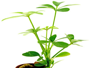jeune schefflera, fond blanc