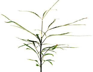 jeune arbre, fond blanc