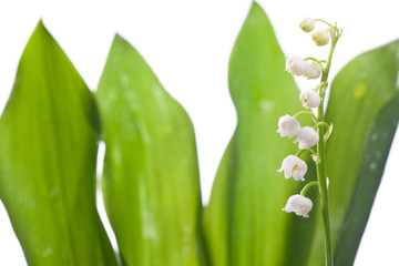 Lilly and green leaf