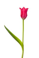 Fototapeta premium tulip