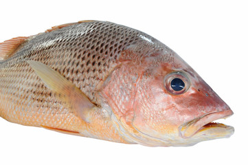 Closeup of A Red Snapper Fish
