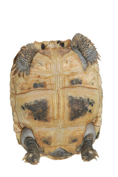 pet turtle elongata Elongated tortoise