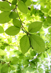 Fresh green beech leaves in bright sunlight