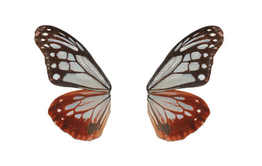 butterfly wing