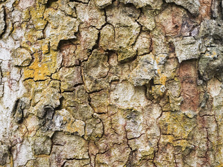 tree bark texture