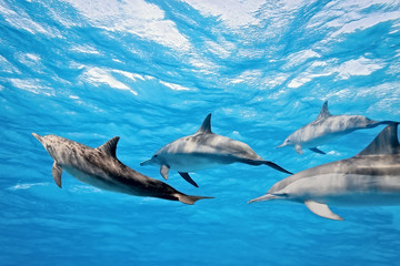 Dolfijnen in de zee