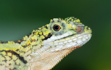 Chinese green lizard head