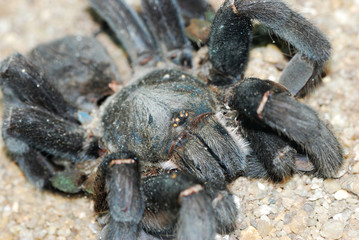 spider bird eating