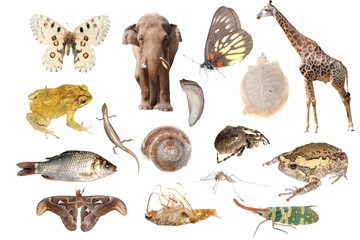 animal collection