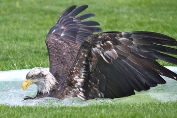 Bald Eagle