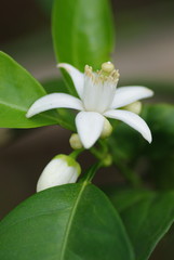 Fototapeta premium Fleur de mandarinier