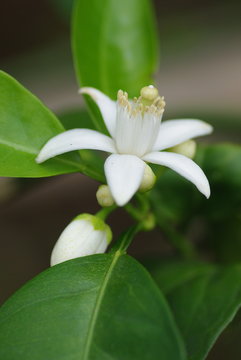 Fleur de mandarinier