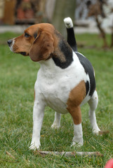 BEAGLE.