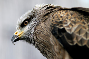 Black Kite